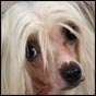 Chinese Crested Dog Beauty