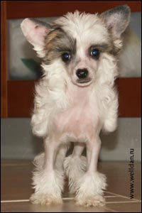 Chinese Crested Dog