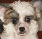 Chinese Crested Dog