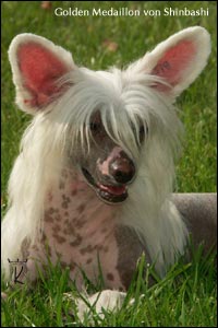 chinese crested dog