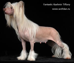 chinese crested dog Fantastic Kashmir Tiffany