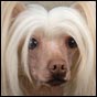 Chinese Crested Dog Tiffany