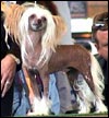 Chinese crested dog Undercover Agent von Shinbashi