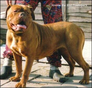 dogue de bordeaux, french mastiff Alvesta the Red Powerpack