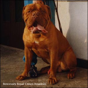 dogue de bordeaux, french mastiff Bencevary Royal Crown Amadeus