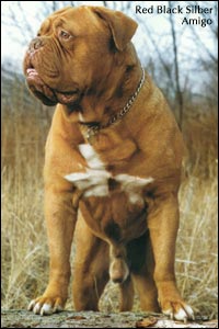 dogue de bordeaux, french mastiff Red Black Silber Amigo