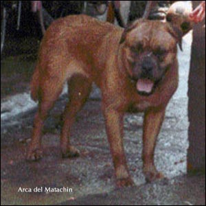 dogue de bordeaux, french mastiff Arca del Matachin