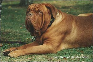 dogue de bordeaux, french mastiff Bam Bam un de Mes Amis