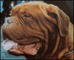 french mastiff Belmondo the Red Powerpack