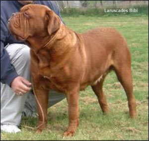 dogue de bordeaux, french mastiff Laruscades Bibi