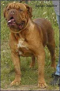 dogue de bordeaux, french mastiff Brando Dospilos