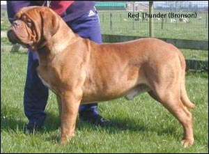 dogue de bordeaux, french mastiff Red Thunder (Bronson)