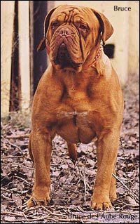 dogue de bordeaux, french mastiff Bruce de l'Aube Rouge