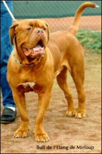 dogue de bordeaux, french mastiff Bull de l'Etang de Mirloup