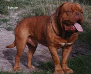 dogue de bordeaux, french mastiff Bumper