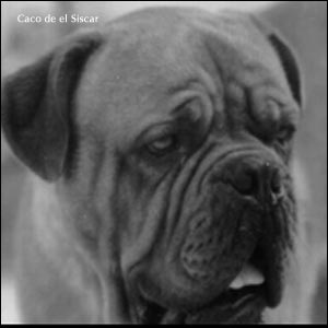 dogue de bordeaux, french mastiff Caco de El Siscar