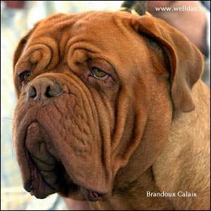 dogue de bordeaux, french mastiff Brandoux Calaix