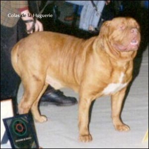 dogue de bordeaux, french mastiff Colas de la Huguerie