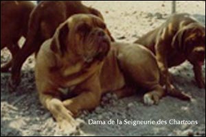 dogue de bordeaux, french mastiff Dama de la Seigneurie des Chartrons
