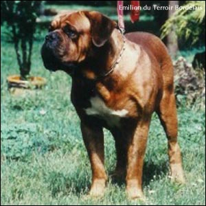 dogue de bordeaux, french mastiff Emilion du Terroir Bordelais