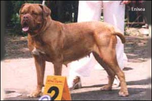 dogue de bordeaux, french mastiff 