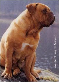 dogue de bordeaux, french mastiff Enka de l'Etang de Mirloup