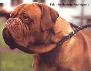 dogue de bordeaux, french mastiff Fakir du Hameau Puplingeois