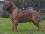 Französischer Mastiff Temple Felson