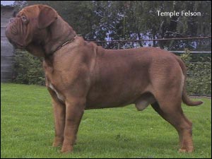 dogue de bordeaux, french mastiff Temple Felson