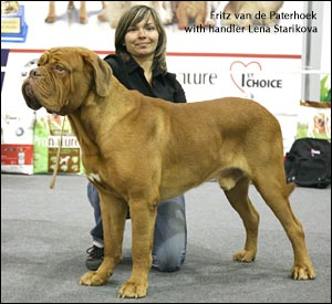 dogue de bordeaux, french mastiff Fritz
