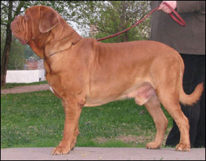 dogue de bordeaux, french mastiff Fritz