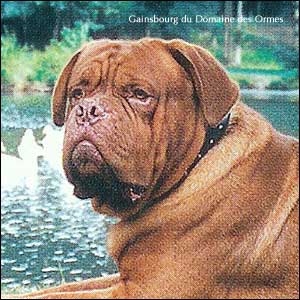 dogue de bordeaux, french mastiff Gainsbourg du Domaine des Ormes