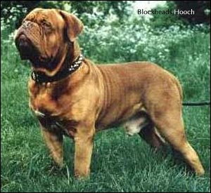 dogue de bordeaux, french mastiff Blockheads Hooch