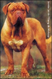 dogue de bordeaux, french mastiff Jumbo Jet de l'Etang de Mirloup