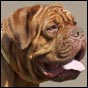 dogue de bordeaux, french mastiff Vila Bonheur Kuba