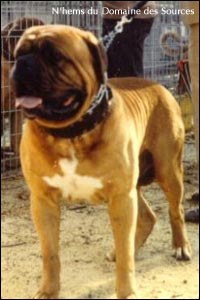 dogue de bordeaux, french mastiff N'hems du Domaine des Sources