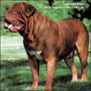 dogue de bordeaux, french mastiff Nirvana Kwan de la Seigneurie des Chartrons