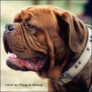 dogue de bordeaux, french mastiff Orloff de l'Etang de Mirloup