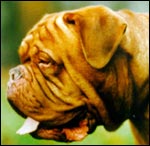 Dogue de Bordeaux Rano de l'Aube Rouge