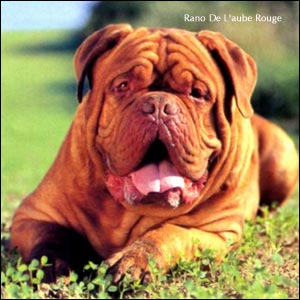 Dogue de Bordeaux Rano de l'Aube Rouge