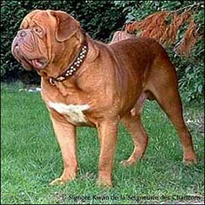 dogue de bordeaux, french mastiff Signore Kwan de la Seigneurie des Chartrons