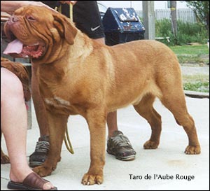 dogue de bordeaux, french mastiff Taro de l'Aube Rouge