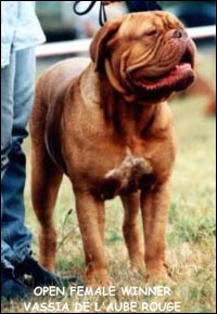 dogue de bordeaux, french mastiff Vassia de l'Aube Rouge