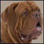 dogue de bordeaux, french mastiff Bakervill's Style Waikiki Lady