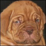 Bordeauxdogge