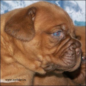 dogue de Bordeaux puppy Bakervill's Style Viski