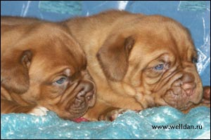 dogue de Bordeaux puppy Bakervill's Style Viski