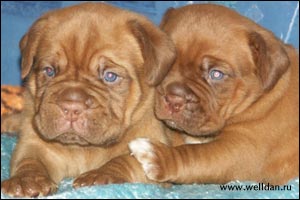 dogue de Bordeaux puppy Bakervill's Style Viski