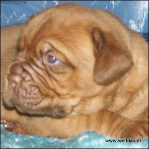 dogue de Bordeaux puppy Bakervill's Style Viski