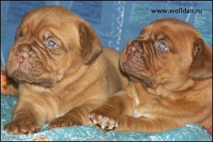 dogue de Bordeaux puppy Bakervill's Style Viski